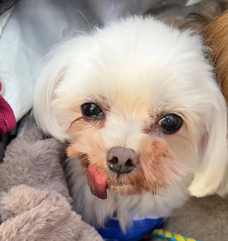 1122 ワンちゃん2