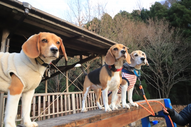 11月 お知らせ・ワンちゃん