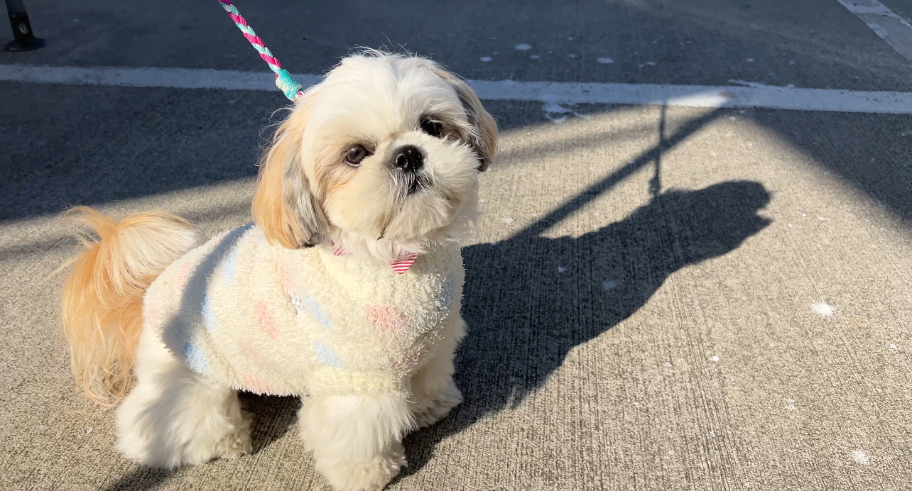 12月週目 サムネ